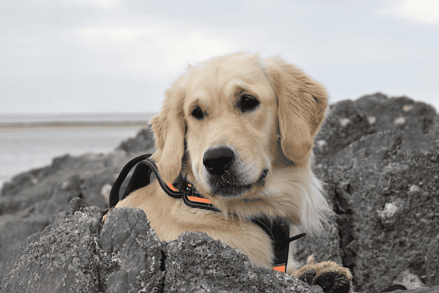 golden retriever, nature, pet