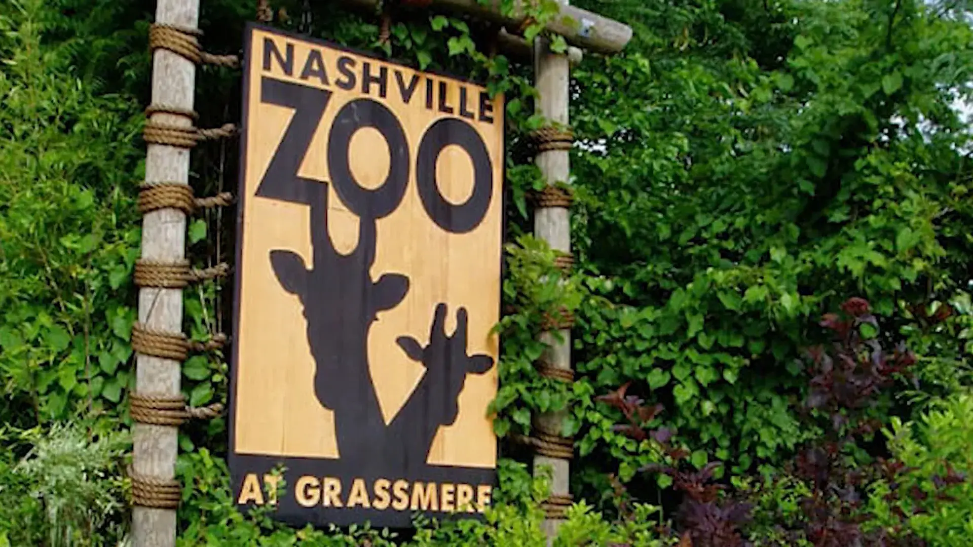 Nashville-zoo